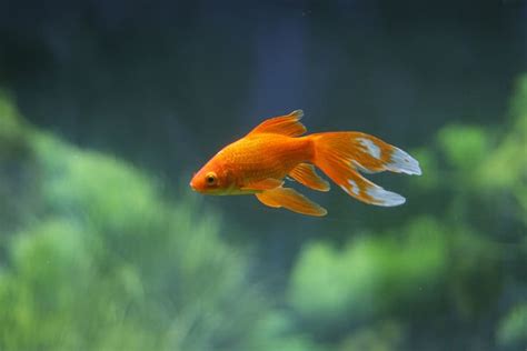 金魚水溫太高|適合金魚的水溫(Water temperature suitable for goldfish)